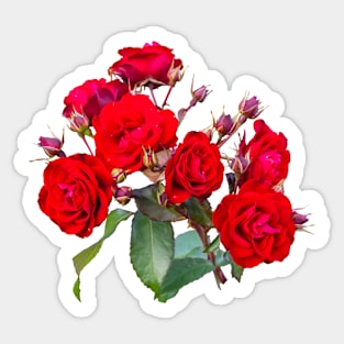 Red red roses Sticker